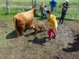 Schottische Kinderstube &copy; Bernd Hoppe-Dominik